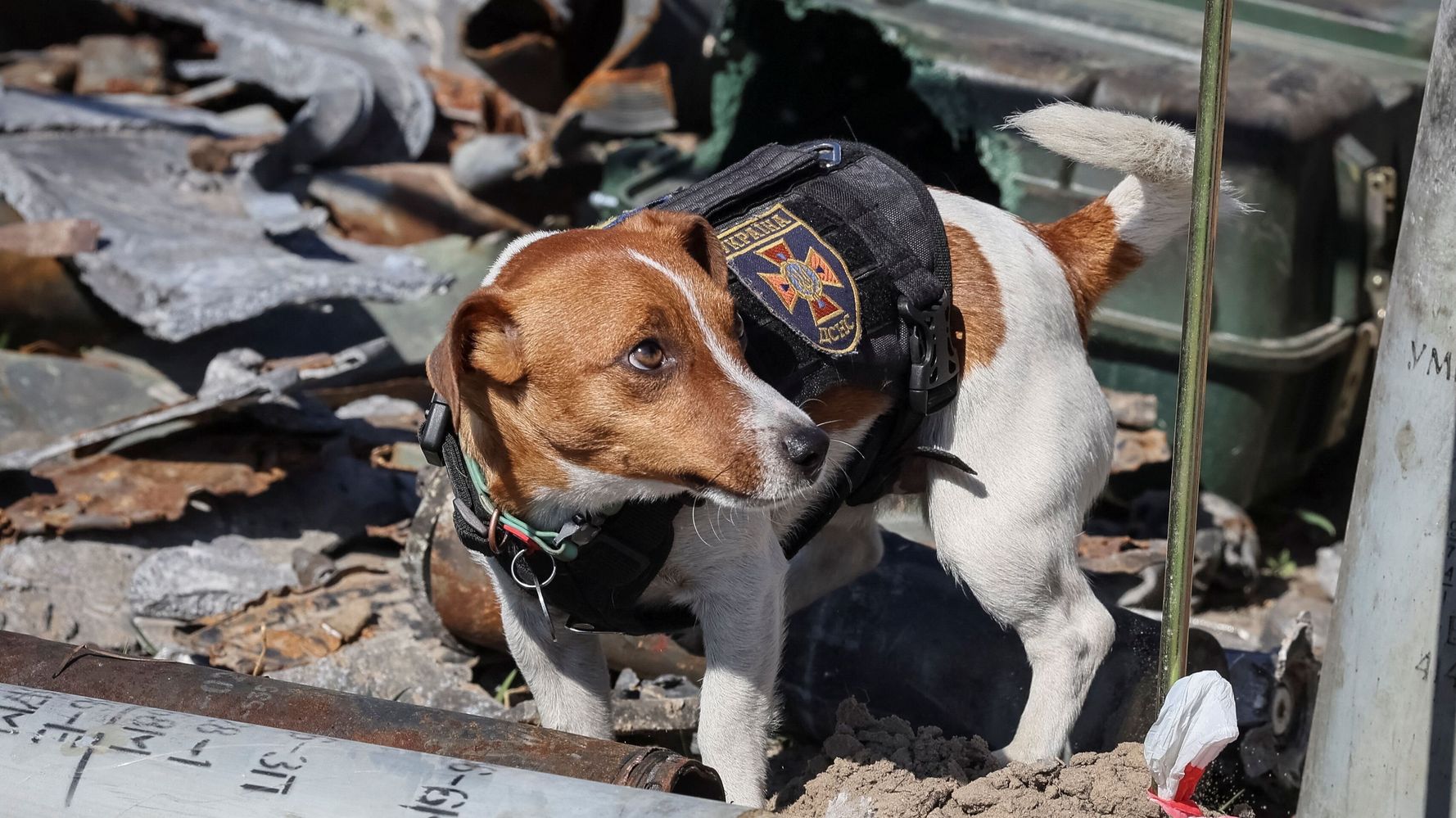 ウクライナのヒーロー、爆発物探知犬「パトロン」が表彰される【動画】