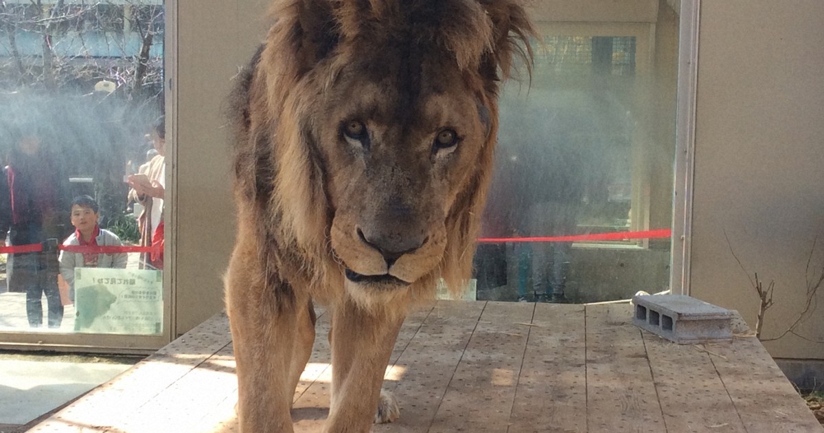 「もうライオンは飼いません」　変わる動物福祉の現場