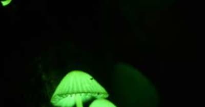 闇夜の森に緑色のともしび　光るキノコ「シイノトモシビタケ」見頃　奄美大島
