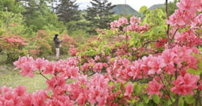 新緑に映える朱色　福島、土湯温泉・つつじ山公園のヤマツツジ