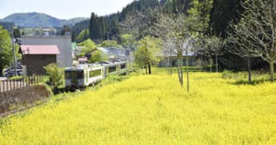 只見線彩る「黄色いじゅうたん」　三島、沿線の菜の花見頃