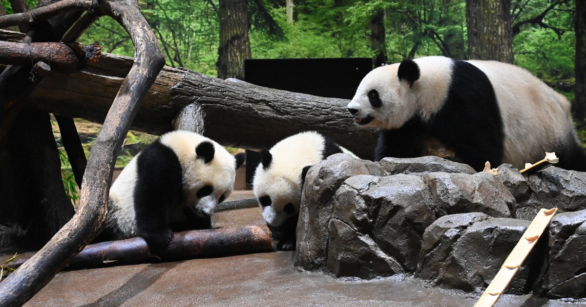 シャオシャオとレイレイ、固形物消化はまだ　上野動物園のパンダ