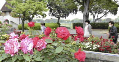 バラ満開 色鮮やか1000株　四国中央の伊予三島運動公園　5月下旬まで見頃