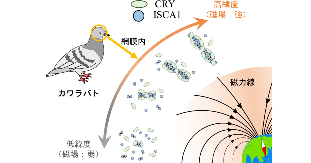 鳥が視覚的に磁場を見ている仕組み、量研機構などがその一端を解明 (1)