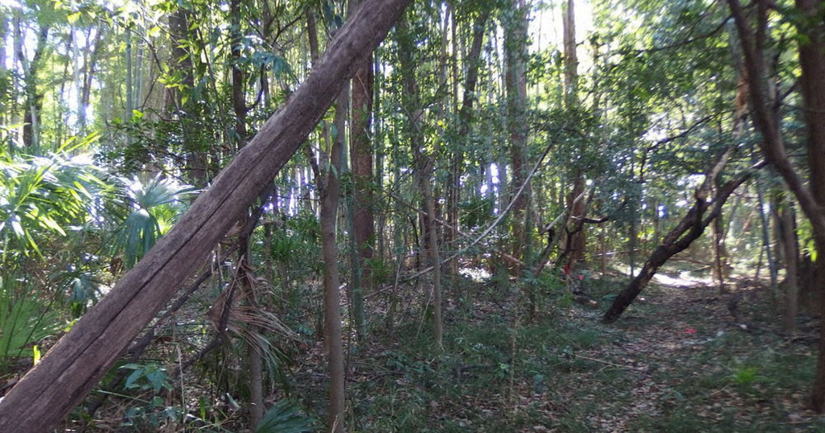 トトロの森、さらに拡大　法人が4300平方メートル取得