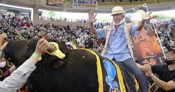 沖縄最高齢！87歳の牛主、愛牛の背で勝利のカチャーシー　春の全島闘牛大会