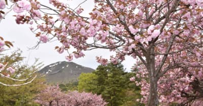 【桜紀行】昭和の森公園の八重桜（福島県猪苗代町）