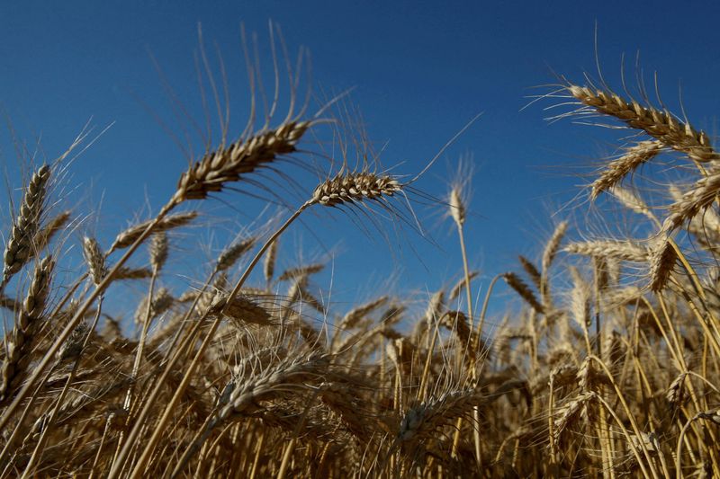 Ｇ７外相、ウクライナの穀物輸出封鎖解除に向け協議＝独外相