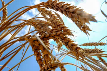 世界の小麦生産量450万トン減　米見通し、ウクライナへの侵攻で