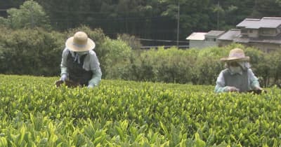 新茶葉の摘み取り作業始まる　那珂川町