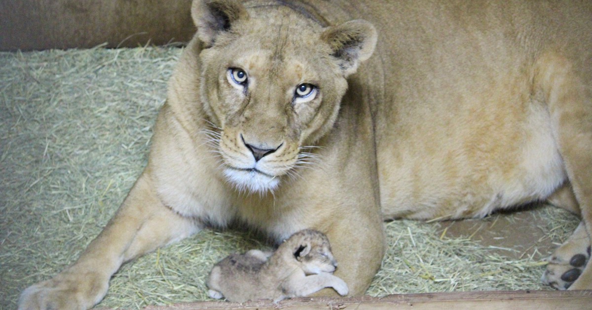 元気に育ってね　愛媛・とべ動物園にライオンの赤ちゃん