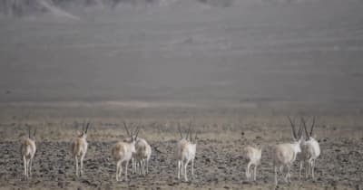 アルチン山を駆ける野生動物　新疆ウイグル自治区