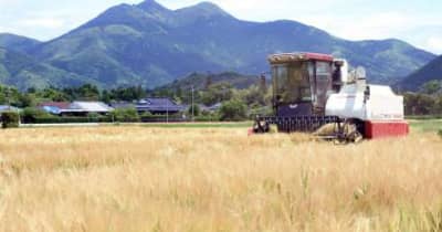 麦秋の季節 黄金色の畑にコンバイン小気味よく　大麦の収穫シーズン　鹿児島・金峰