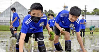 子どもたち泥んこ「田植え」挑戦　広野でJFAアカデミー福島