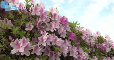 日本庭園で満開のツツジが咲き誇る　「天寿園」　《新潟市》