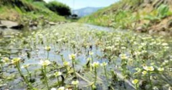 白く、可憐に清流飾る　「バイカモ」涼しげに開花　丹波・青垣の群生地