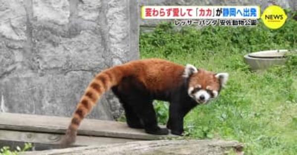 レッサーパンダ「カカ」　静岡へ出発　広島市安佐動物公園