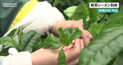 新茶シーズン到来　京都・宇治市で茶摘み式