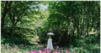 六甲高山植物園 花盛り！～重なり広がるピンク色の絨毯～約6,000株のクリンソウが見頃です！