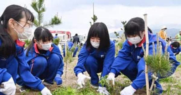 高田松原の再生、私たちの手で　高田高生らが作業