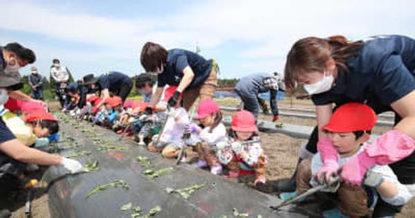 サツマイモ、収穫楽しみ　八戸で園児が苗植え体験