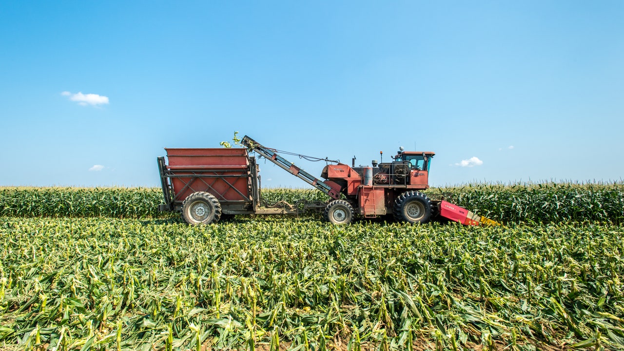 バイオ燃料用に需要急増、トウモロコシの新規耕作が温室効果ガスの排出を増やしている：研究結果