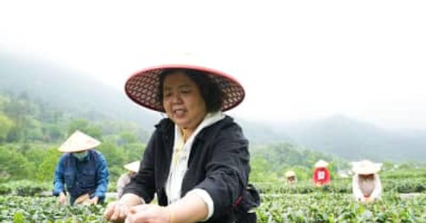 茶産業と観光の融合で農村振興を後押し　安徽省