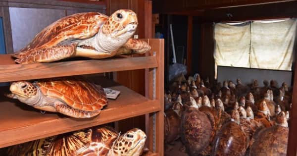 【動画】ウミガメ剥製361体　40年間引き取り手なく博物館寄贈へ　乱獲の歴史伝える