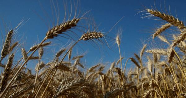 熱波で不作のインドが禁輸　小麦高騰に拍車