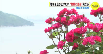 地域を盛り上げたい “情熱の薔薇” 見ごろ　広島・福山市 田尻町
