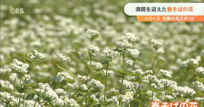 一面広がる白い花畑 満開を迎えた「春そば」 大分・豊後高田市