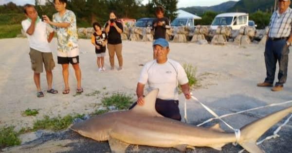格闘1時間　海岸で2.5メートルのサメ釣る　沖縄・国頭村
