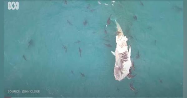 海面に浮くクジラの死骸を「少なくとも60匹」のサメが食い荒らす