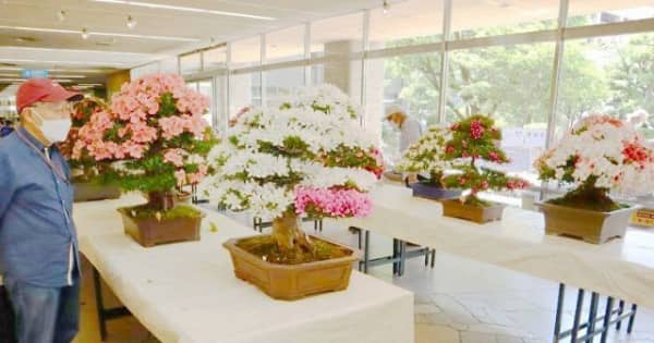色鮮やかサツキ盆栽見て　岡山市役所で春の展示会