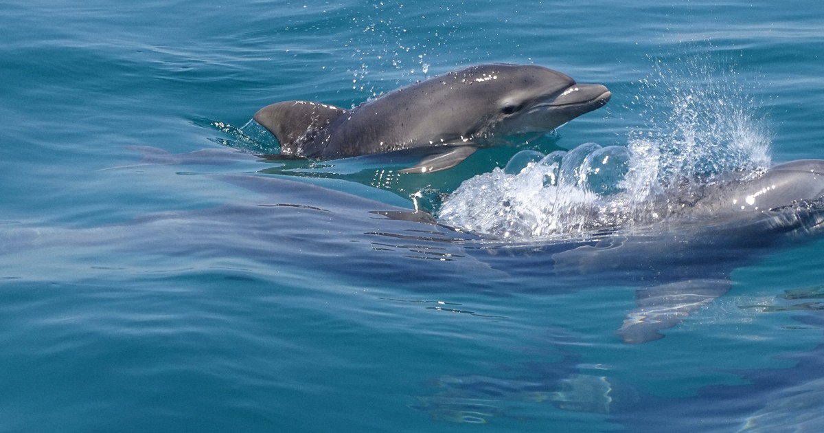 ミナミハンドウイルカの赤ちゃん　泳ぎ愛くるしく　熊本・天草沖