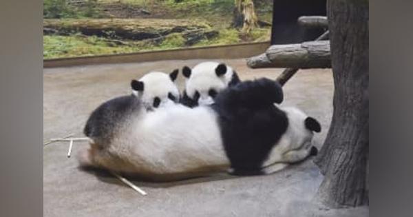 双子パンダ誕生日祝おう　上野動物園、参加者募集