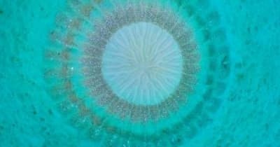 海底に愛の「ミステリーサークル」描くわけは奄美近海、フグやサンゴの産卵期