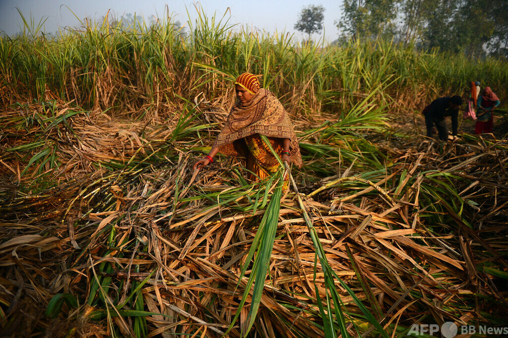インド、砂糖も輸出制限 小麦に続き