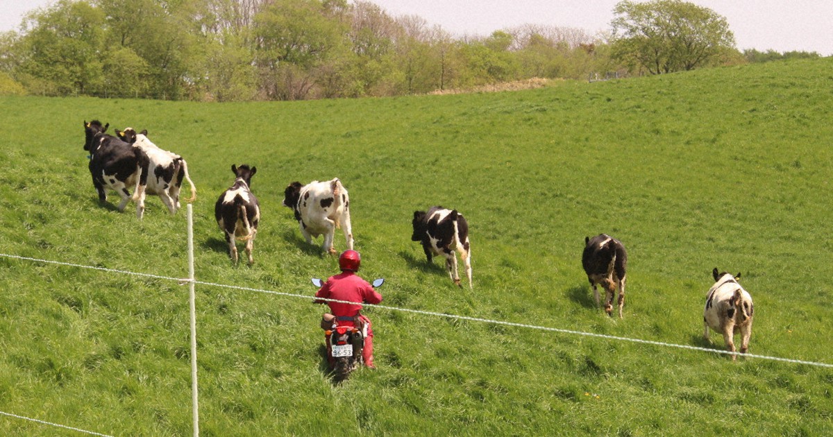 牛襲うヒグマ「OSO18」対策で電気柵を設置　北海道の牧場