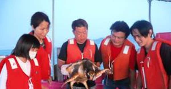 明石の港でウミガメ保護　地元住民が救助　ヒレに釣り針刺さった状態