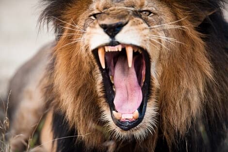 【閲覧注意】ライオンを煽る動物園スタッフに訪れた悲劇