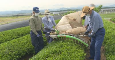 石川・加賀市打越町で新茶の刈り取り始まる