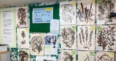 海の森作る海藻ずらり 「博士」の髙橋さん展示　逗子市・葉山町
