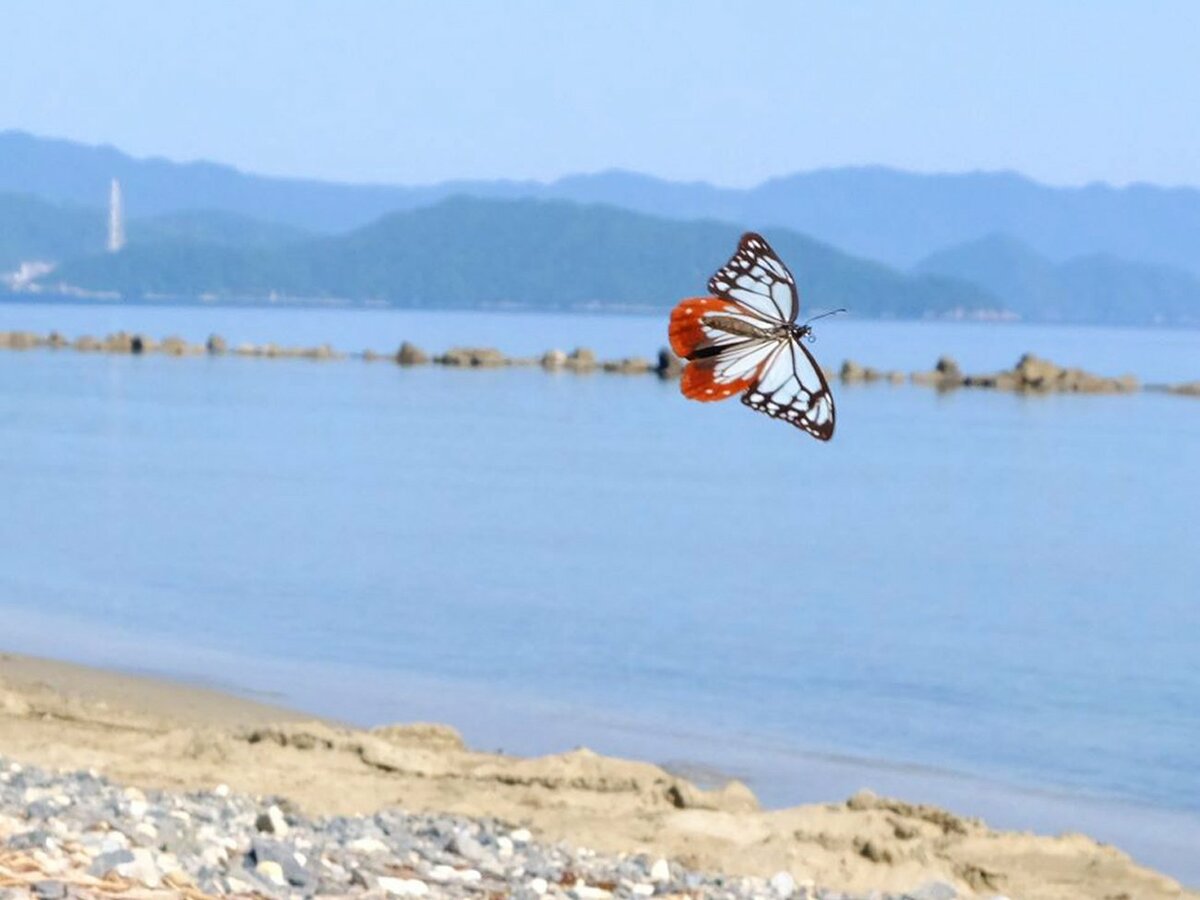 「海を渡るチョウ」優雅にふわふわ　今年も京都・舞鶴の海岸に飛来