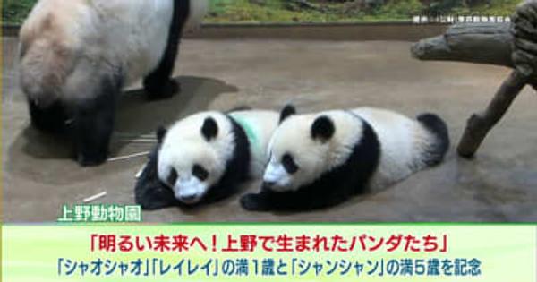 ジャイアントパンダの誕生日記念企画、上野動物園で6月開催