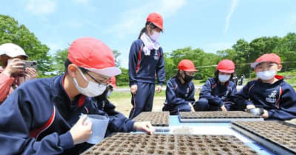 福島県飯舘村の児童「宇宙エゴマ」種まき　東北復興ミッション