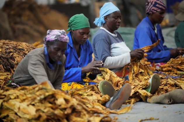 復調するジンバブエのタバコ生産　森林破壊、児童労働の懸念残る