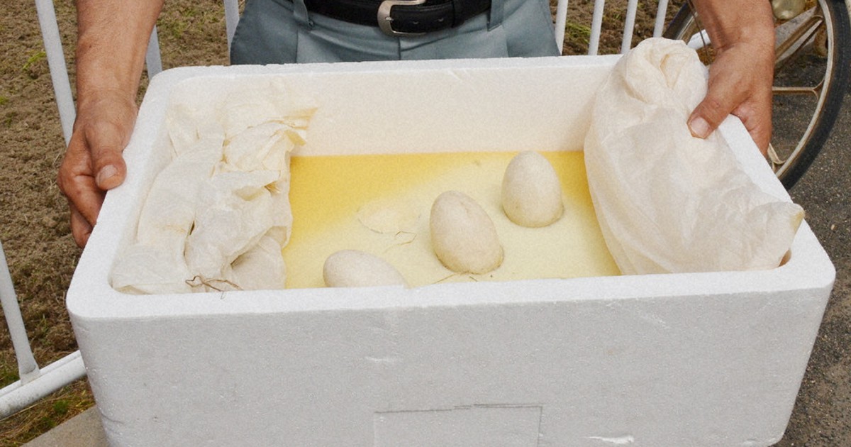 「近親婚」コウノトリペアの巣を撤去、卵は保護　京都・舞鶴