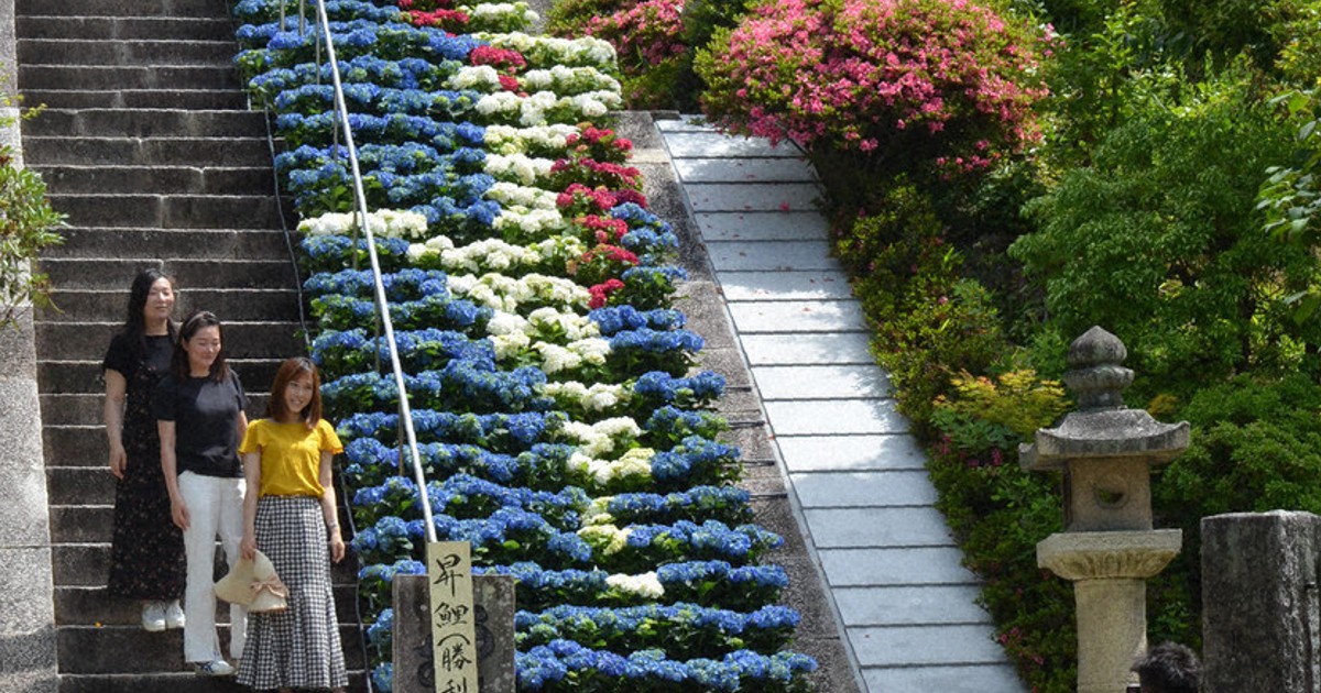 「花の寺」にコロナ終息願うコイ、アジサイ700株で描く　京都