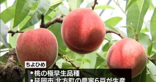 極早生桃「ちよひめ」の収穫始まる・宮崎県